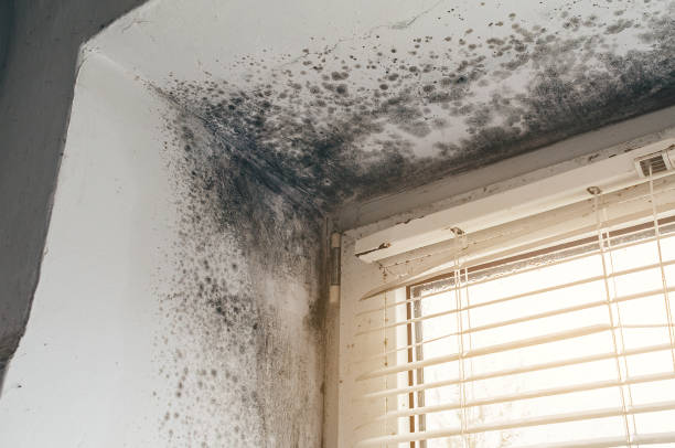 Trusted Attic Mold Removal service in Renton, WA - Cheap Mold Removal