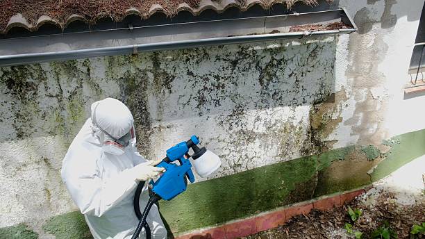 Trusted Commercial Mold Remediation service in Renton, WA - Cheap Mold Removal